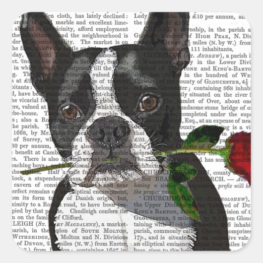 Sticker Carré Boston Terrier avec Rose dans la bouche (Devant)