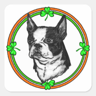 Sticker Carré Boston Terrier St Patrick's Day