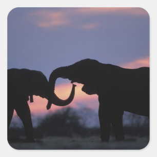 Sticker Carré Botswana, parc national de Chobe, Éléphants