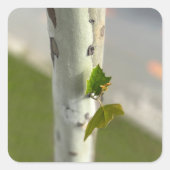 Sticker Carré Bouleau au bord de la route (Devant)