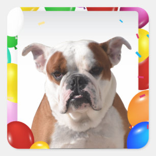 Sticker Carré Bouledogue avec ballons colorés thème d'anniversai