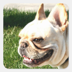 Sticker Carré Bouledogue français