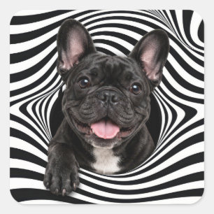 Sticker Carré Bouledogue français dans un trou rayé abstrait