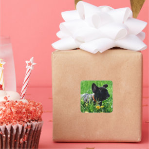 Sticker Carré Bouledogue français prairie Bouledogue Français