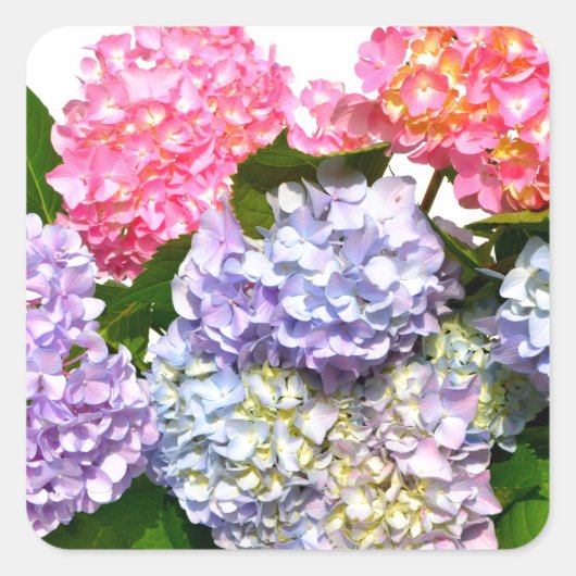 Sticker Carré Bouquet Hydrangea (Devant)
