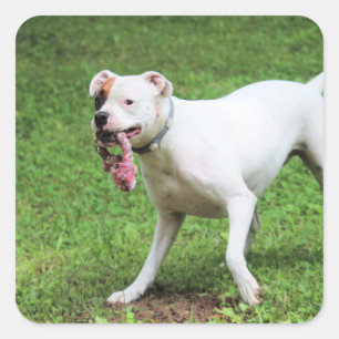 Sticker Carré Boxer