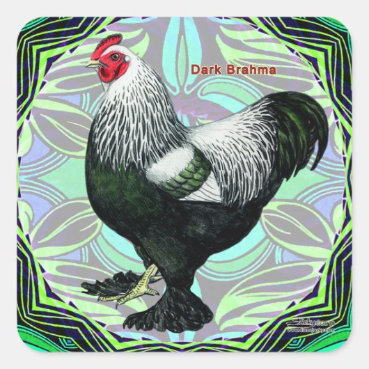 Sticker Carré Brahma : Fancy Dark Rooster (Devant)