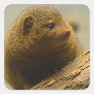 Sticker Carré Branche de Mongoose a Tree
