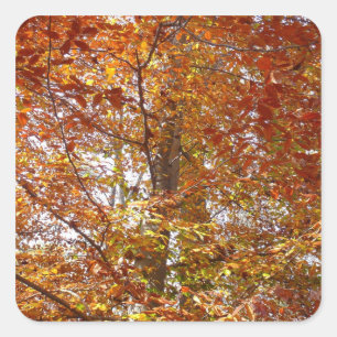Sticker Carré Branches de feuilles orange Nature automnale