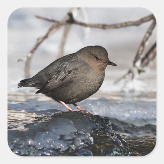 Sticker Carré Brave American Dipper (Devant)