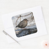 Sticker Carré Brave American Dipper (Enveloppe)
