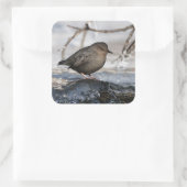 Sticker Carré Brave American Dipper (Sac)