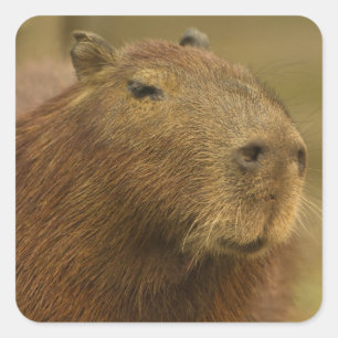 Sticker Carré Brésil, Pantanal, Matto Grosso. Capybara