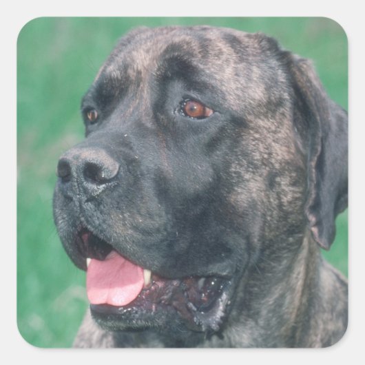 Sticker Carré Brindle Mastiff (Devant)