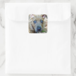 Sticker Carré Brindle Pit Bull Puppy par Shirley Taylor