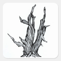 Bristlecone