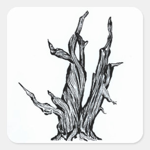 Sticker Carré Bristlecone