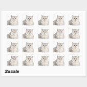 Sticker Carré British Shorthair (2 ans) devant (Feuille)