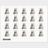 Sticker Carré British Shorthair (4 years old) (Feuille)