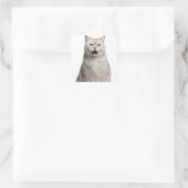 Sticker Carré British Shorthair (4 years old) (Sac)