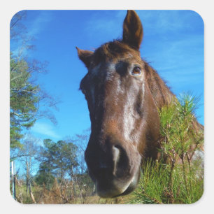 Sticker Carré Brown et crème Couleur Cheval bleu ciel