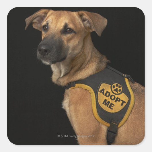 Sticker Carré Brown rescue dog with adopt vest (Devant)