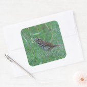 Sticker Carré Bruant chanteur dans l'herbe (Enveloppe)