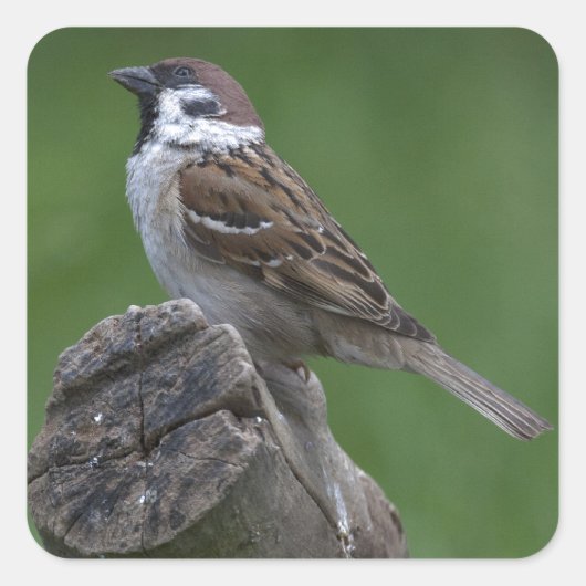 Sticker Carré Bruant d'arbre eurasien (Devant)