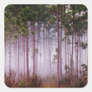 Sticker Carré Brume parmi les pins au lever du soleil, Everglade