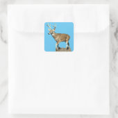 Sticker Carré Buck White Tailed (Sac)