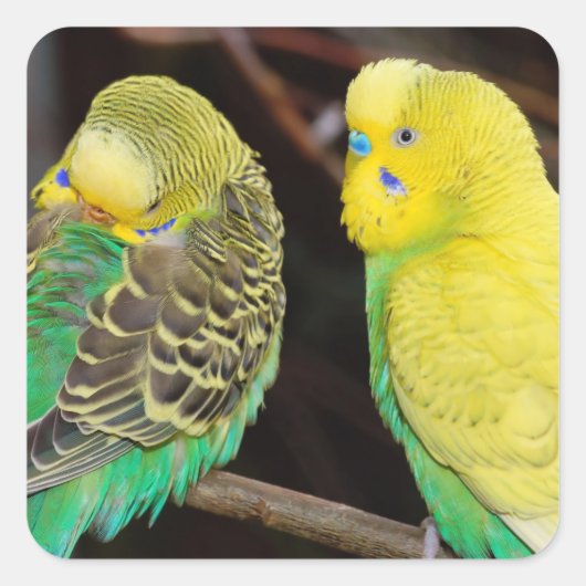 Sticker Carré Budgie Parakeet Bird (Devant)