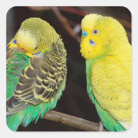 Budgie Parakeet Bird