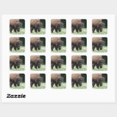 Sticker Carré Buffle en champ (Feuille)