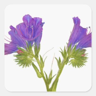 Sticker Carré Bugloss vipères pourpres (echium plantagineum)