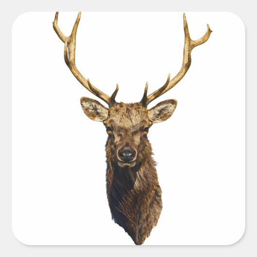 Sticker Carré Bull Elk Head animal nature faune art (Devant)