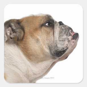 Sticker Carré Bulldog anglais (6 ans)