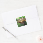 Sticker Carré Bullfrog, Pyxicephalus 2 (Enveloppe)