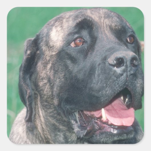 Sticker Carré Bullmastiff Brindle (Devant)