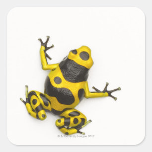 Sticker Carré Bumblebee Poison Dart Frog