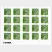 Sticker Carré Bunch de raisins violets (Feuille)