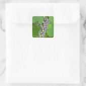 Sticker Carré Bunch de raisins violets (Sac)