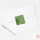 Sticker Carré Bunch de raisins violets (Enveloppe)