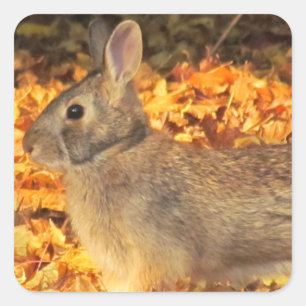 Sticker Carré Bunny d'automne