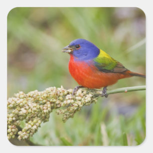 Sticker Carré Bunting peint (ciris passeriens) alimentation mâle