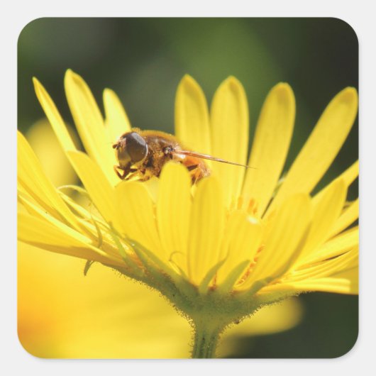 Sticker Carré Busy Bee (Devant)