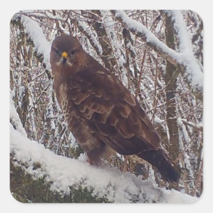 Sticker Carré Buzard personnalisable sur Branche enneigée Forêt