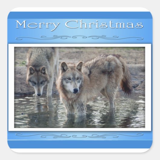 Sticker Carré c-2011-grey-wolf-006 (Devant)