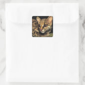 Sticker Carré CA, Panama central, Soberania NP, Margay 2 (Sac)