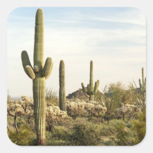 Sticker Carré Cactus de Saguaro, Arizona, Etats-Unis