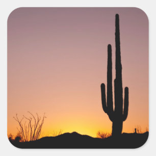 Sticker Carré Cactus de Saguaro au coucher du soleil
